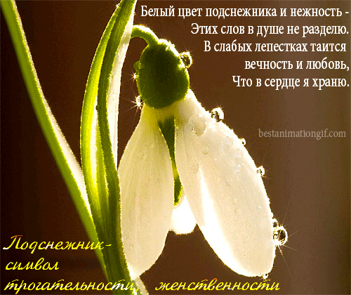 Открытка Открытки с днем подснежника - Подснежник: нежность и красота весенней природы | Красивая открытка #14