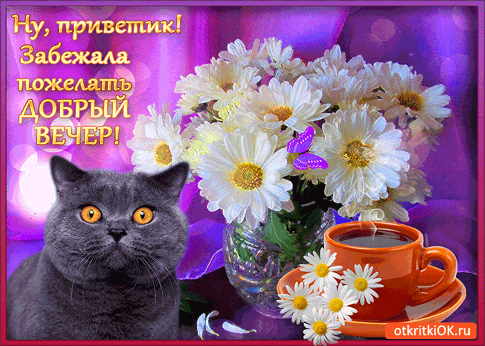 Открытка Открытки добрый вечер - Кошка и ромашки: Нежная открытка с цветами | Красивая открытка #15