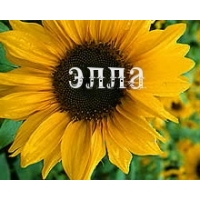 Открытка открытки с именем Элла - Подсолнух: Красивая открытка с цветами | Красивая открытка #26
