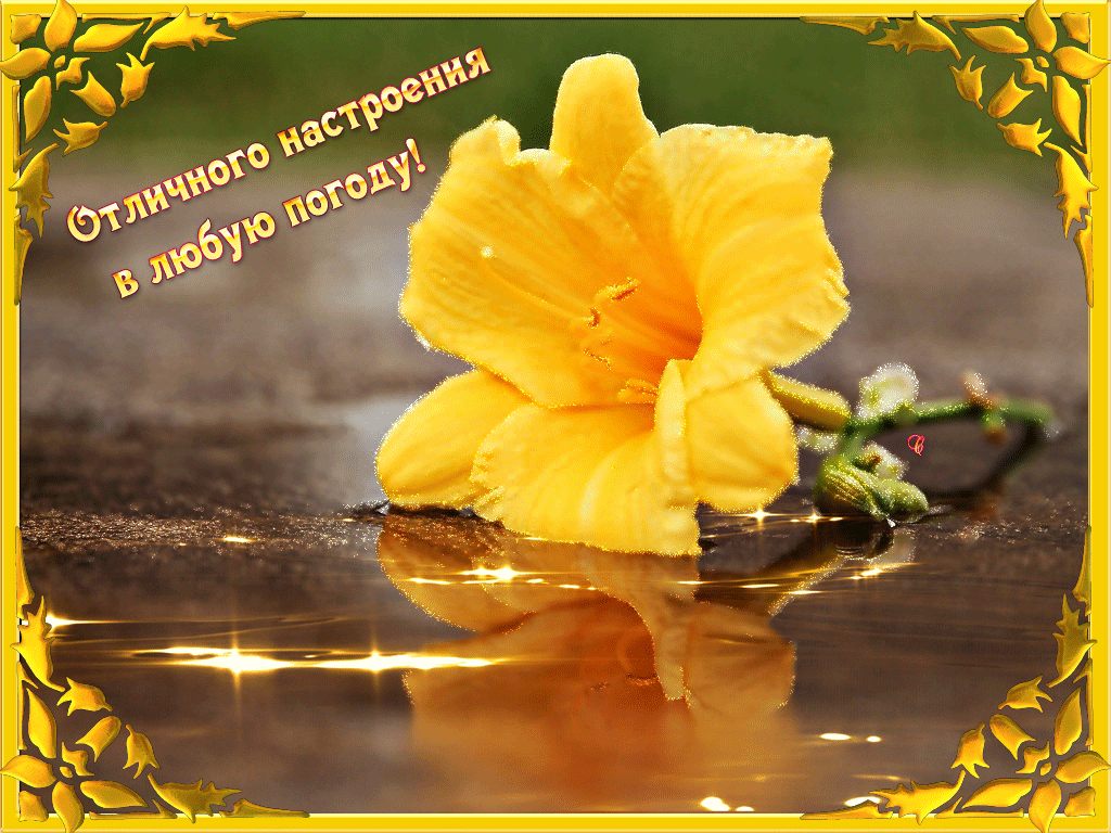 Открытка Открытки хорошего настроения - Яркий желтый цветок на фоне воды | Красивая открытка #4