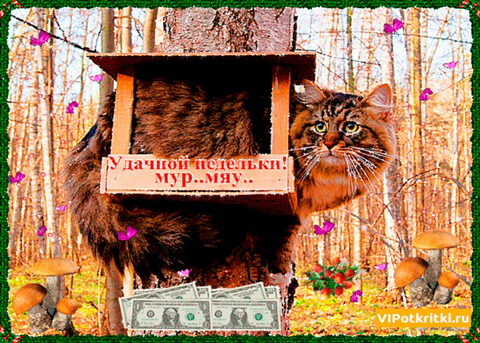 Открытка Открытки желаю удачи - Открытка с рыжим котом на фоне осеннего леса | Красивая открытка #71