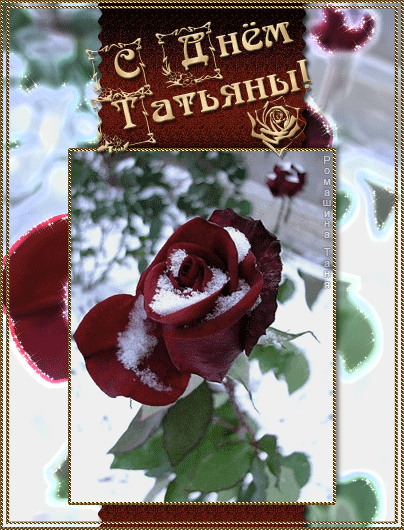Открытка Татьянин день - Открытка с красной розой в снегу | Красивая открытка #25