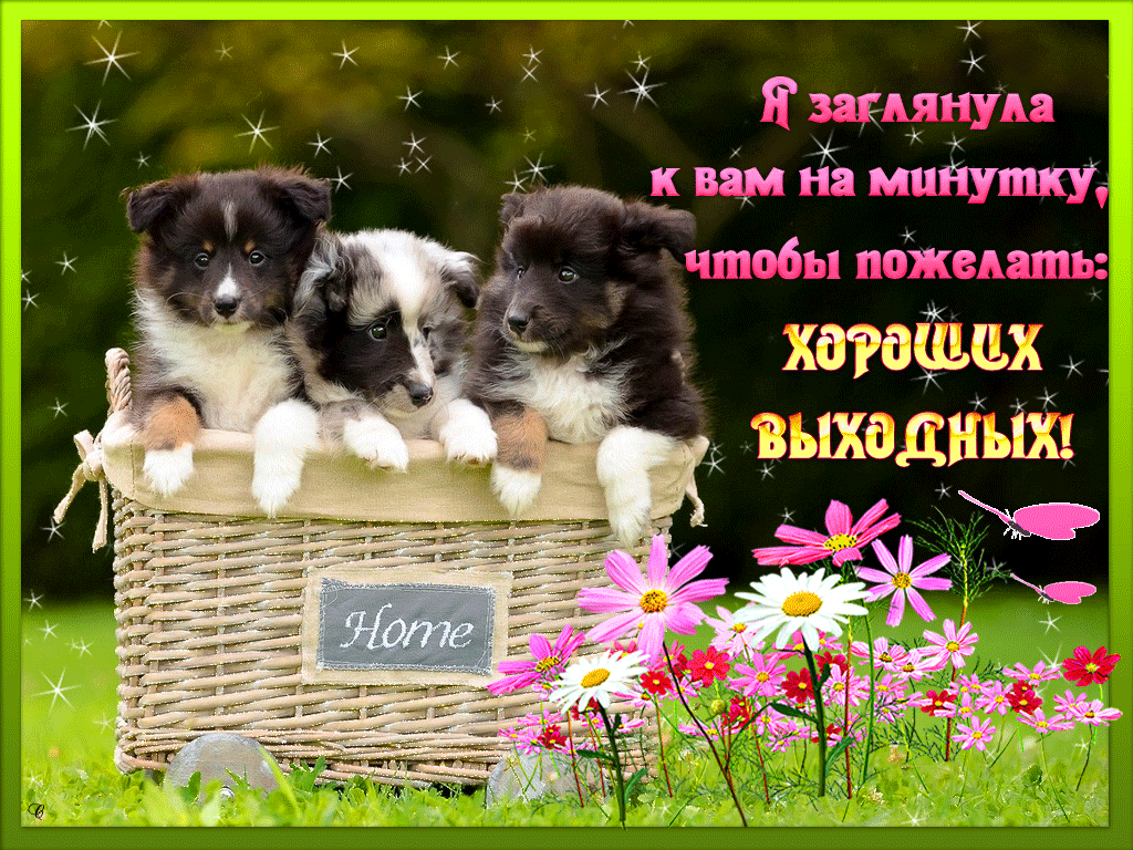 Открытка Открытки хороших выходных - Щенки в корзине с цветами: открытка с милыми щенками | Красивая открытка #29