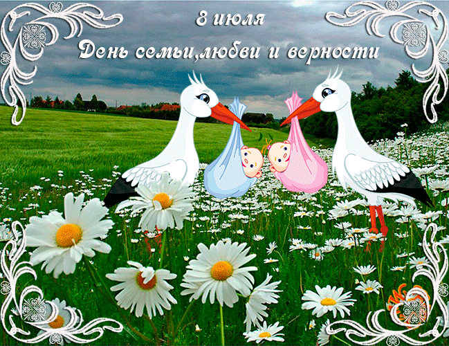 Открытка Открытки с днем семьи, любви и верности - Открытка: Двое аистов с птенцами на фоне ромашек | Красивая открытка #73