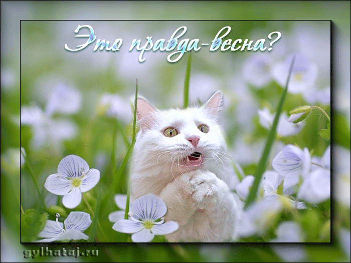 Открытка Открытки с первым днем весны - Белый кот в цветах: открытка на весну | Красивая открытка #1