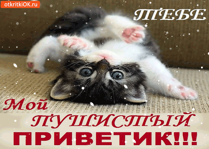 Открытка Привет - Открытка с котенком: милый пушистик смотрит в камеру | Красивая открытка #158