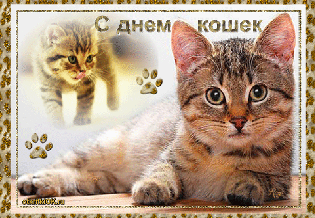 Открытка День Кошек - Открытка с котятами: Милые котята на открытке | Красивая открытка #53