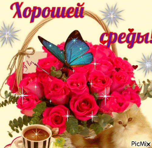 Открытка Открытки на среду - Открытка с розовыми розами, голубой бабочкой и котиком | Красивая открытка #153