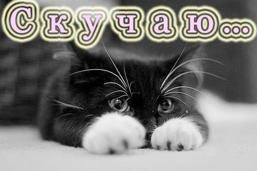 Открытка Я скучаю  - Черно-белый котенок прячется мордочкой | Красивая открытка #30