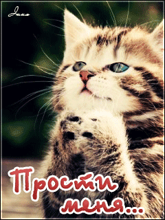 Открытка Прости - Открытка с котенком: проси меня | Красивая открытка #16