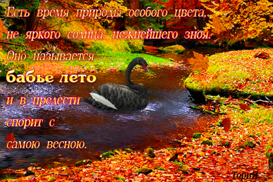 Открытка Бабье Лето - Черный лебедь на фоне осеннего леса. | Красивая открытка #54