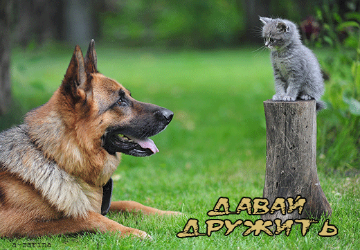 Открытка Открытки давай дружить - Открытка: Друзья навсегда  немецкая овчарка и котенок | Красивая открытка #55