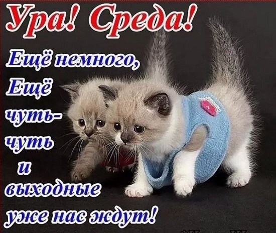 Открытка Открытки на среду - Милый котенок в комбинезоне - открытка | Красивая открытка #6
