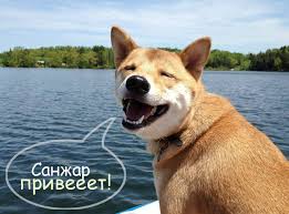 Открытка Открытки с именем Санжар - Счастливчик-сиба: открытка с радостью на природе | Красивая открытка #13