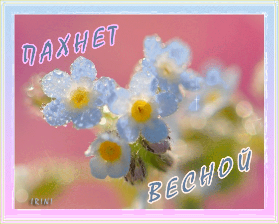 Открытка Открытки весенняя пора - Открытка с васильками на розовом фоне | Красивая открытка #90