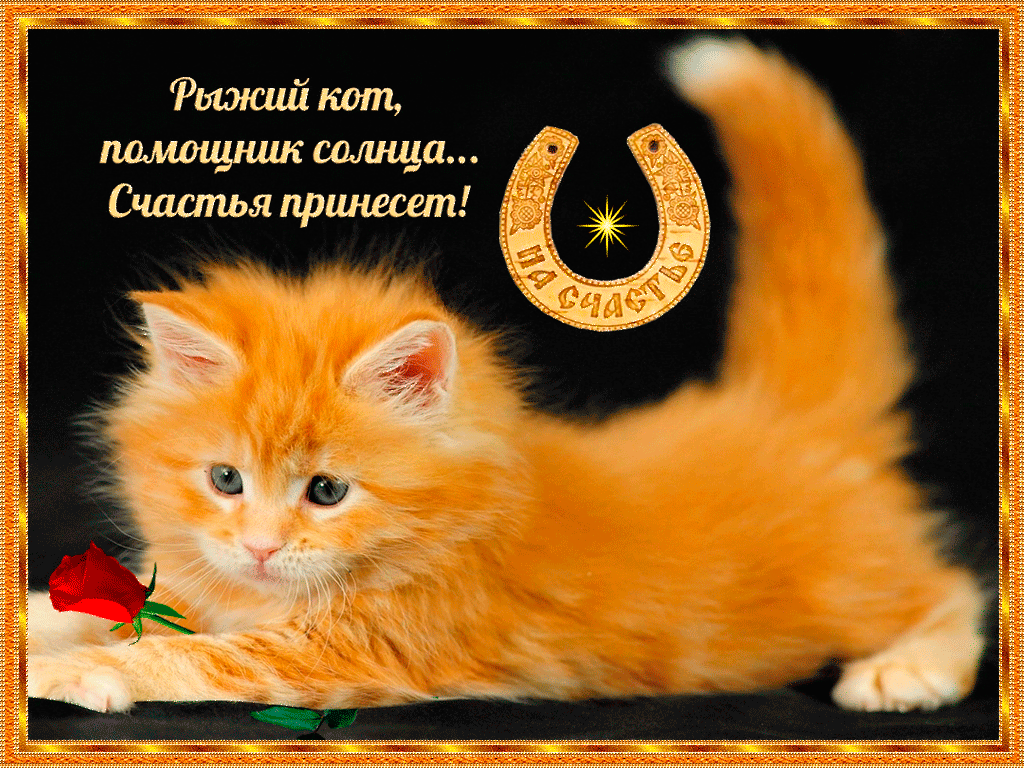 Открытка с днём счастья - Рыжий котенок с розой: открытка с милым котом | Красивая открытка #30
