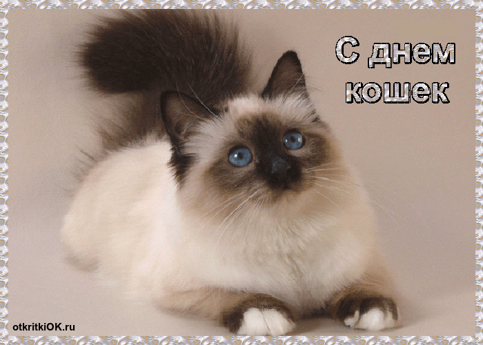 Открытка День Кошек - Открытка с котенком: милая кошка для поздравлений | Красивая открытка #15