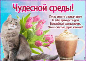 Открытка Со средой - Открытка с котенком, тюльпанами и кофе | Красивая открытка #10