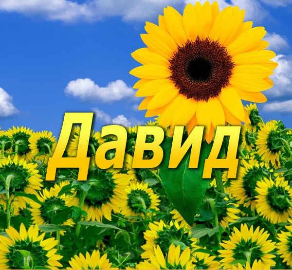 Открытка открытки с именем Давид - Подсолнух на фоне голубого неба. Открытка. | Красивая открытка #11
