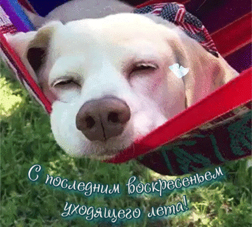 Открытка С последним днем лета! - Собака в гамаке: Открытка с днем отдыха | Красивая открытка #13
