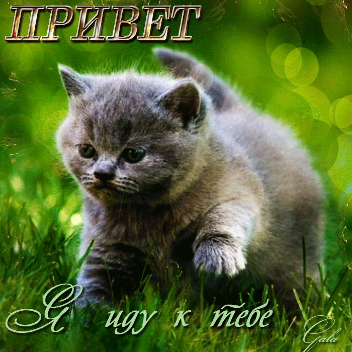 Открытка Привет - Привет тебе | Красивая открытка #71