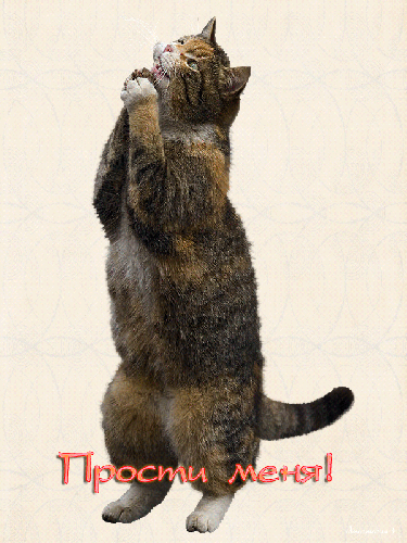 Открытка Прости - Котенок просит прощения - открытка с милым котиком | Красивая открытка #70