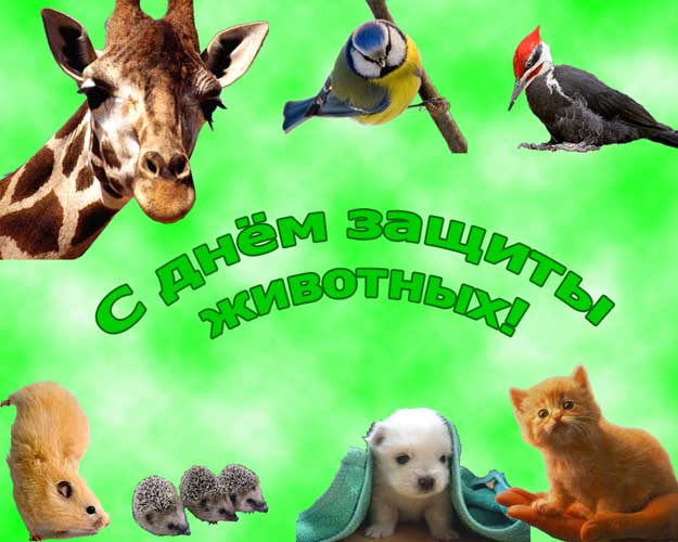 Открытка Открытки с днем защиты животных - Открытка с животными: белка, ежик, котята, щенок, птицы | Красивая открытка #11