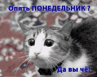 Открытка Открытки на понедельник - Испуганный кот на открытке | Красивая открытка #86