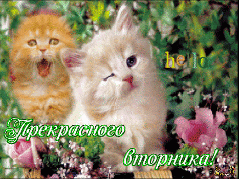 Открытка Открытки на вторник - Открытка с котятами на фоне цветов | Красивая открытка #32