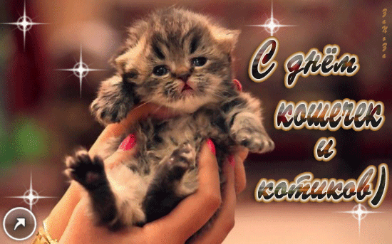 Открытка День Кошек - Открытка с котенком на руках | Красивая открытка #27
