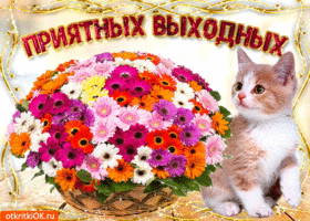 Открытка Открытки хороших выходных - Открытка с котенком и цветами: милые поздравления | Красивая открытка #188