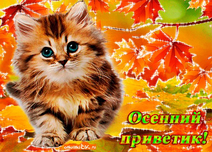 Открытка Открытки с первым днем осени - Открытка с котенком на фоне осенних листьев | Красивая открытка #5