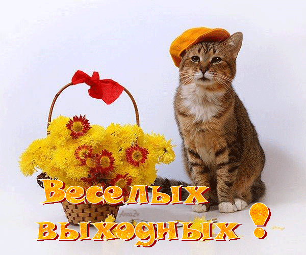 Открытка Открытки хороших выходных - Котенок с подсолнухами: Открытка с милым котом | Красивая открытка #218