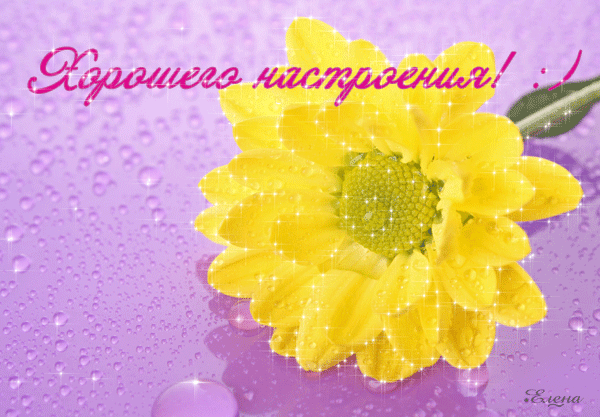 Открытка хорошего настроения - Жёлтая ромашка на фоне капель дождя | Красивая открытка #61