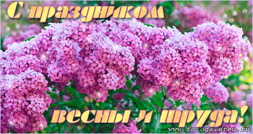 Открытка С сиренью - Открытка с цветущей сиренью: весеннее настроение | Красивая открытка #172