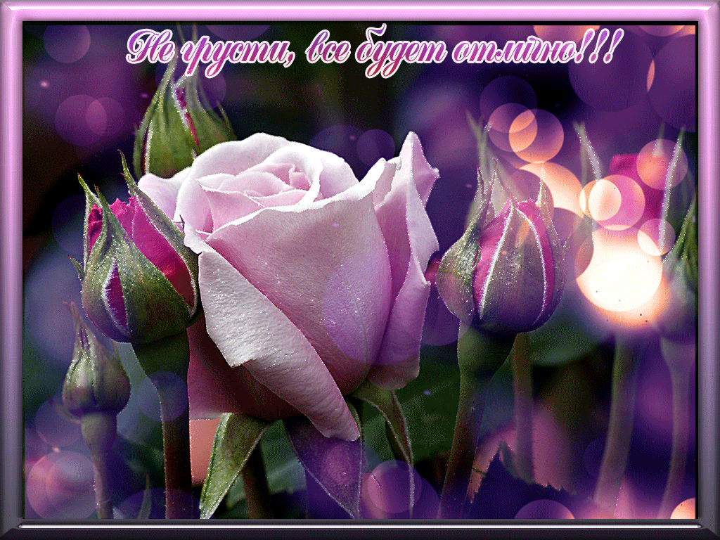 Открытка Открытки не грусти - Розовые розы на фиолетовом фоне | Красивая открытка #8