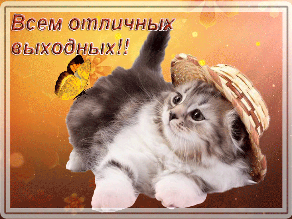 Открытка Открытки хороших выходных - Котенок в шляпе с бабочкой  Праздничная открытка | Красивая открытка #82