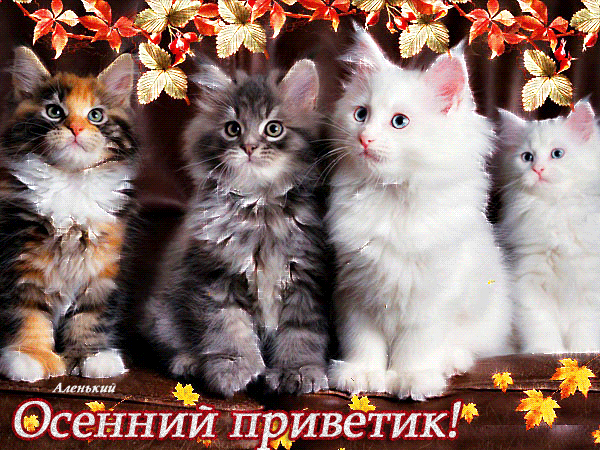 Открытка Осенний приветик - Открытка с котятами на осенний день рождения | Красивая открытка #73