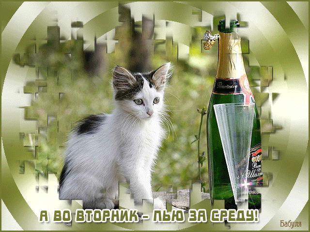 Открытка Открытки на вторник - Котенок и шампанское: праздничная открытка | Красивая открытка #23