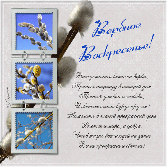 Открытка Вербное Воскресенье - Верба расцвела: поздравления с весной! | Красивая открытка #22