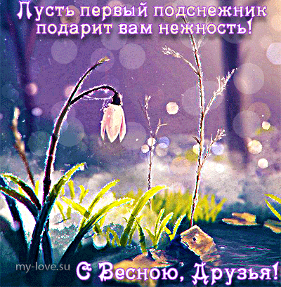 Открытка Открытки с днем подснежника - Весенние подснежники: нежные открытки с цветами | Красивая открытка #11