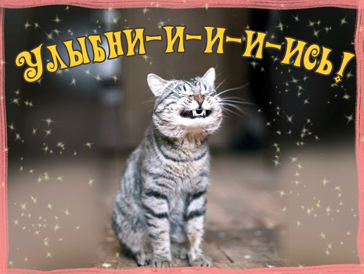 Открытка Открытки улыбнись - Смешная кошка с открыткой: весёлый новогодний кот | Красивая открытка #125