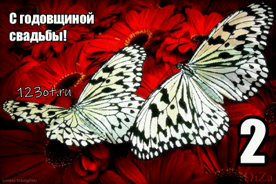 Открытка Открытки на Бумажную свадьбу 2 года - Две бабочки на красных цветах: открытка с днем рождения | Красивая открытка #118