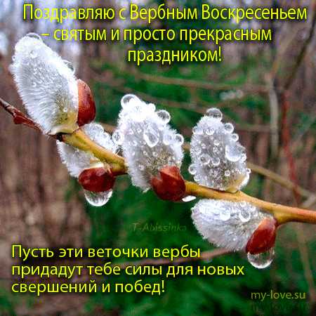 Открытка С вербным воскресеньем - Веточки вербы в инее: поздравительная открытка | Красивая открытка #278