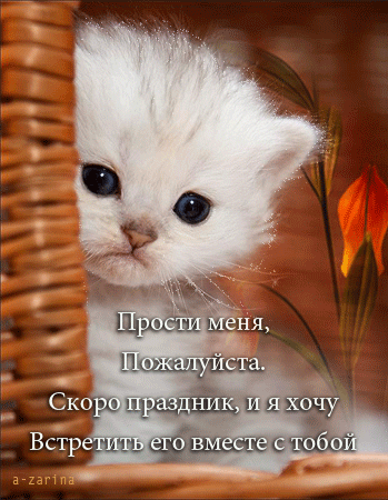Открытка Прости - Милый котенок на открытке  Праздничное поздравление | Красивая открытка #94