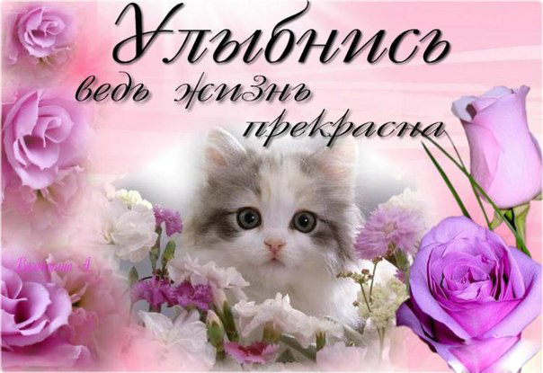 Открытка Улыбнись - Открытка с котенком и цветами | Красивая открытка #6