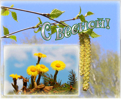 Открытка Открытки весенняя пора - Открытка С Днём Весны: Одуванчики и Весенняя Зелень | Красивая открытка #112