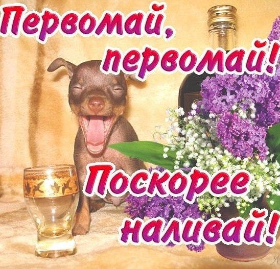 Открытка открытки с приколами на 1 мая - Открытка с собакой и лавандой | Красивая открытка #16