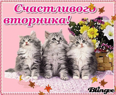 Открытка Открытки на вторник - Открытка с котятами и цветами | Красивая открытка #154