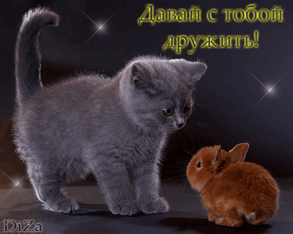 Открытка Открытки давай дружить - Серый котенок и рыжий кролик: милая открытка | Красивая открытка #51